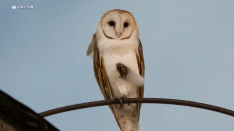 Disruption of rare barn owl nest sparks outrage on Upper West Side
       — Ossining Schools news