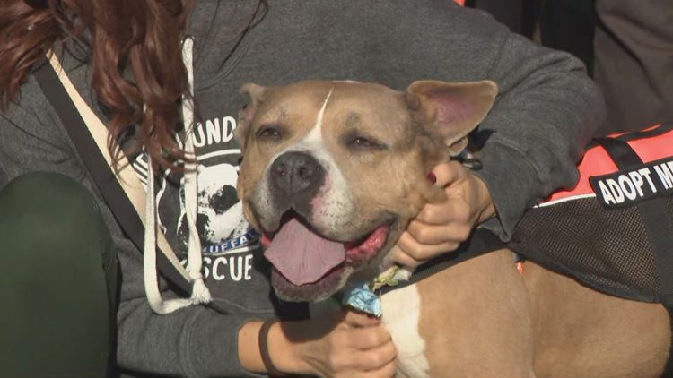 New location announced for City of Buffalo Animal Shelter — Ossining Community news