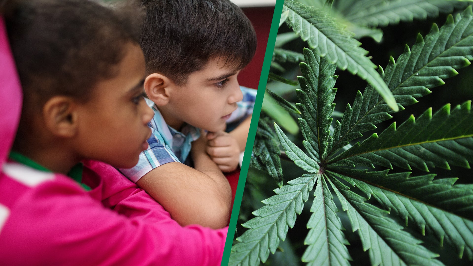 OCM Halloween cannabis warning: Keep edibles from kids — WNYT NewsChannel 13 (Albany)
